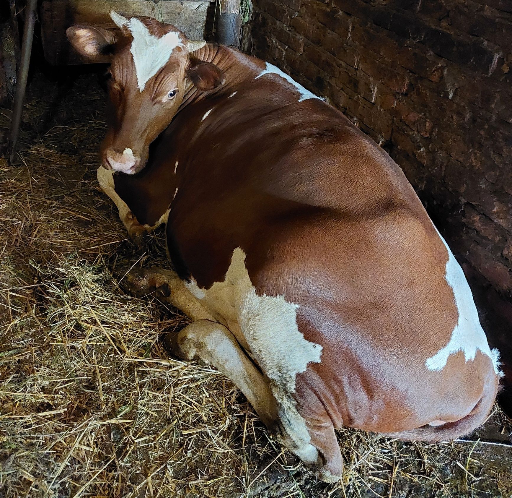 Телиця на корову, телиця 1 рік, теличка