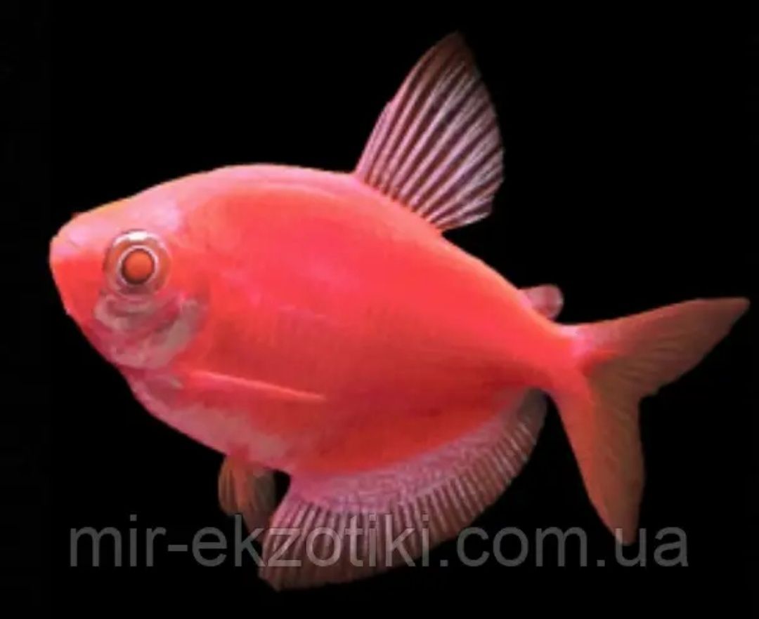 Рибки Glofish даніо тернеція барбус