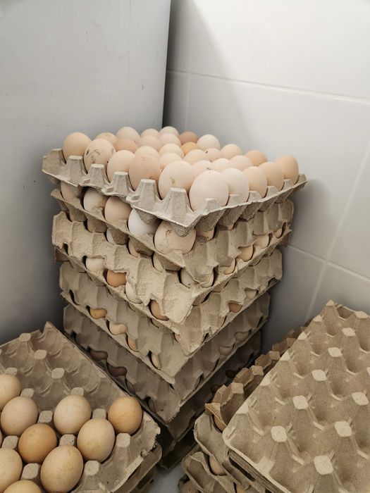 Kury Nioski Leghorn Messa Rossa z jakiem z wolnego wybiegu ! Promocja