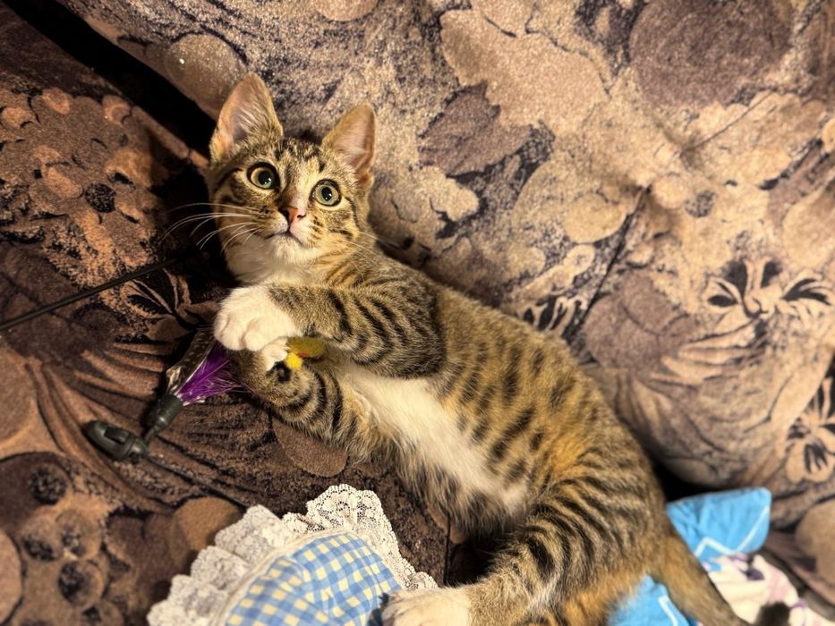 Kotka Lusia 4-5 m-cy do adopcji