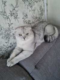 Шотландский кот вязка, серебристая шиншилла вязка, вислоухий кот