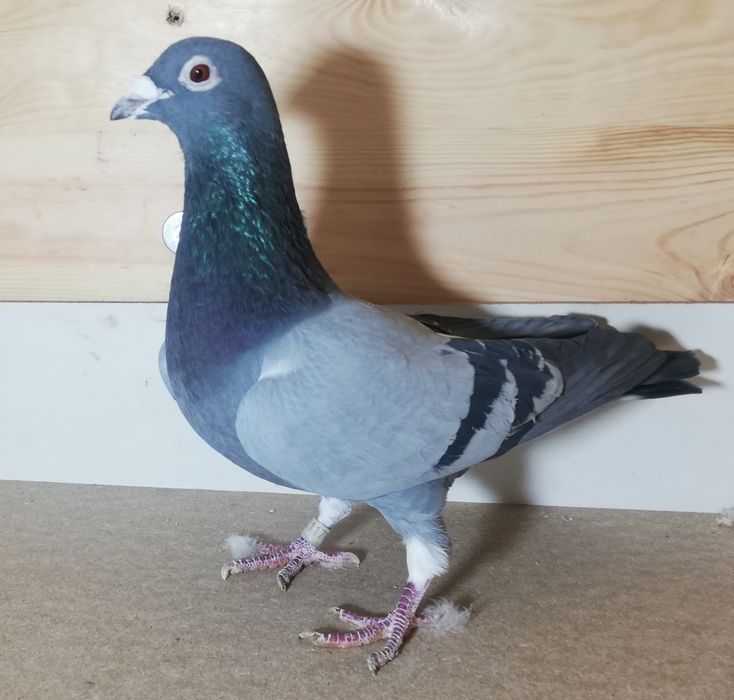 Gołąb pocztowy T.Rumiński