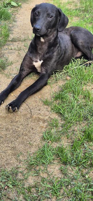 Piesek około 2 lata