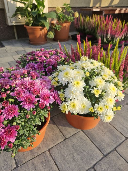 Chryzantemy drobnokwiatowe