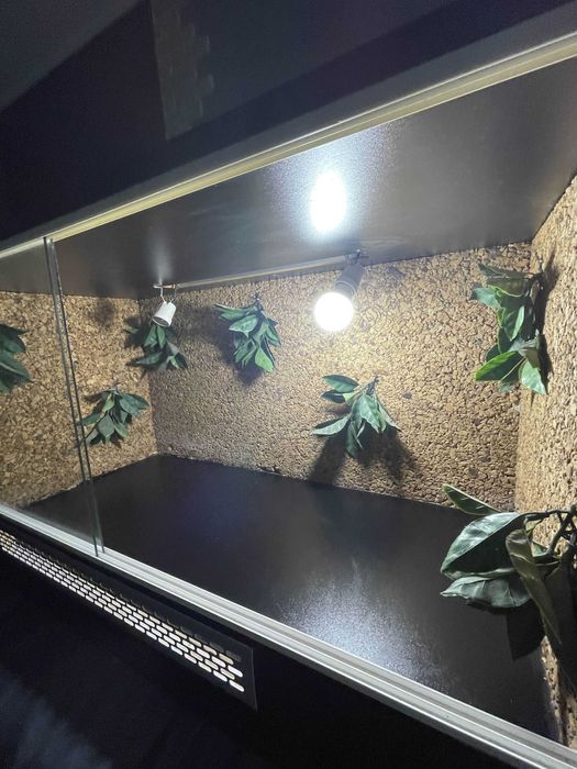 Terrarium 100x50 z oświetleniem – idealne dla agamy, gotowe do użycia