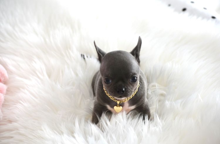 Cudny mini xxs niebieski piesek chihuahua
