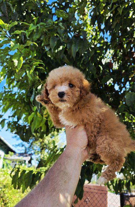 Bichpoo f1b suczka  maltipoo friespoo pudel toy Pięknej urody