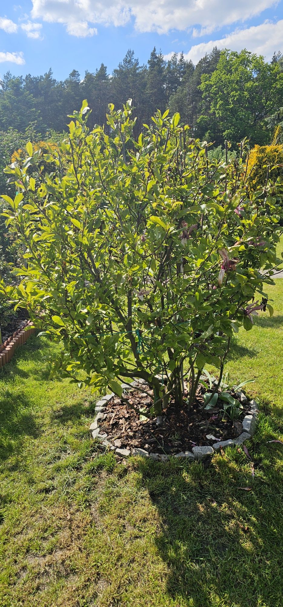 Magnolia duży krzak złożony z dwóch odmian 180 cm