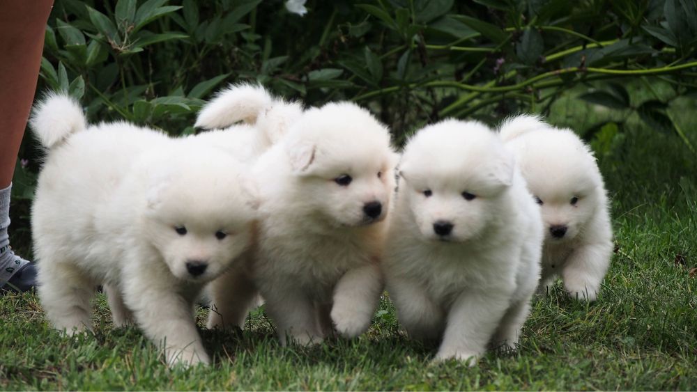 Samoyed, samojed, szczeniak, FCI, ZKwP, Krakow