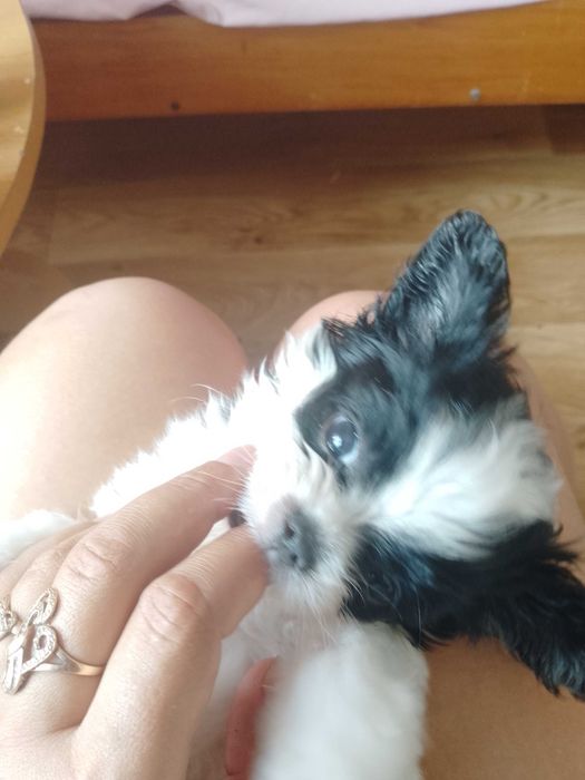 Цуценятка Японського хіна