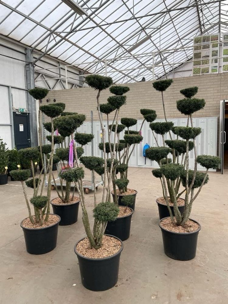 Bonsai-Niwaki formowane sosna cis jałowiec. Laurowiśnia jodła szmaragd