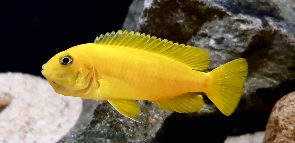 Chindongo saulosi - pyszczaki z Malawi