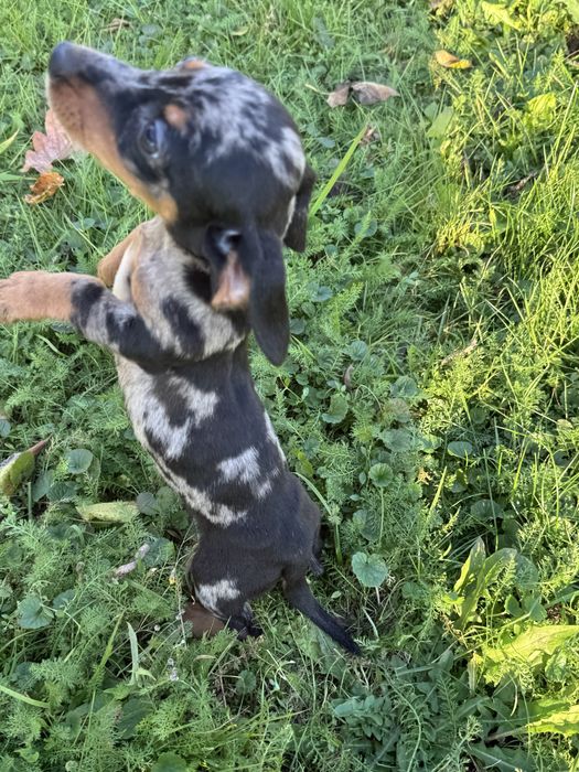 Jamnik króliczy/ miniatura suczka