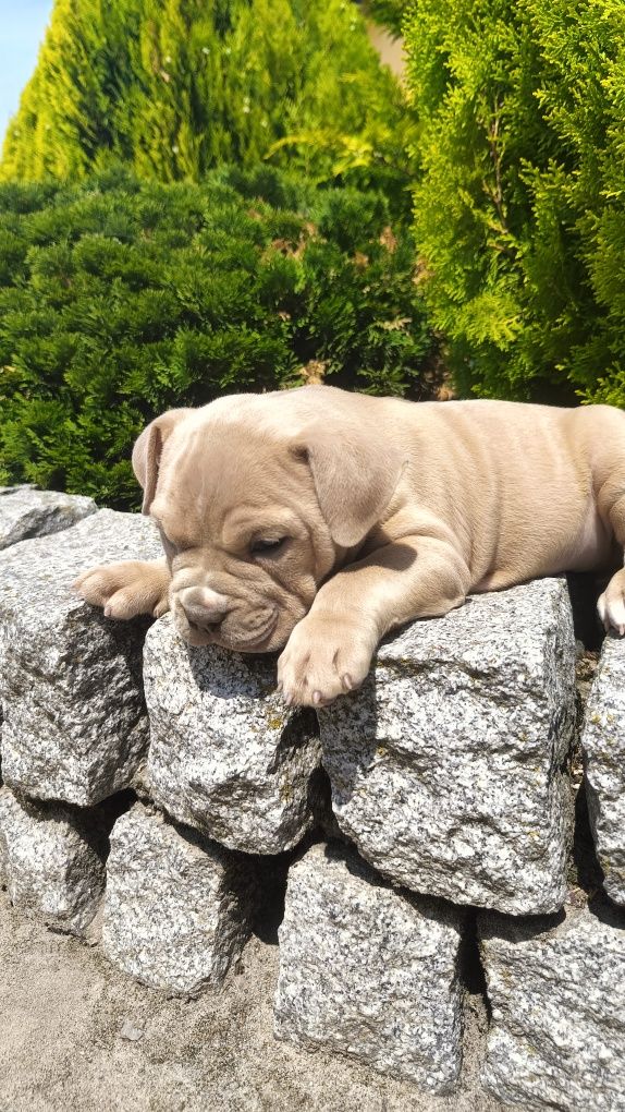 Sprzedam Pieska amerycan bully
