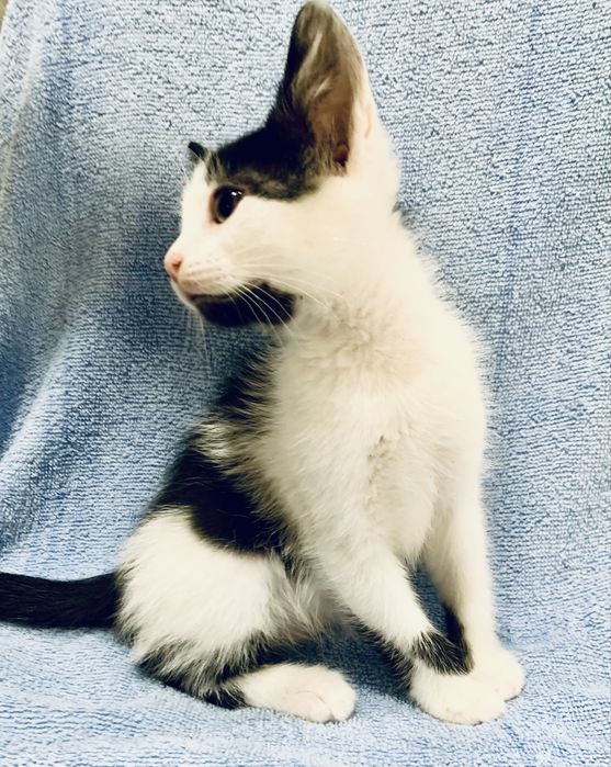 Котенок 3мес белый с черный котик котята кошеня чорне с білим