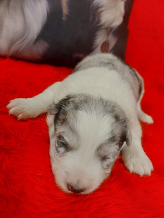 Border Collie wyjątkowo piękna suczka  merle z rodowodem