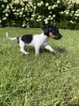 Jack Russell Terrier suczka Billie