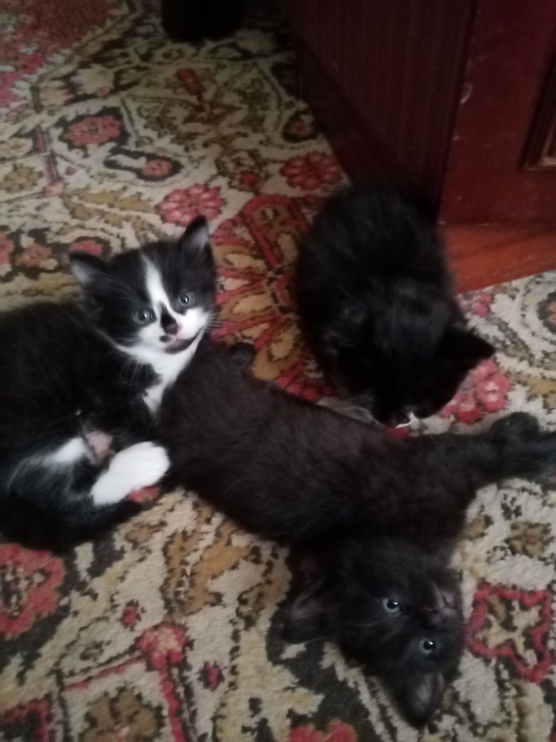 Котята отдам в очень добрый дом
