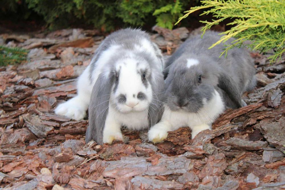 Króliki barany francuskie.