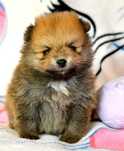 Szpic Miniaturowy Pomeranian śliczny piesek Codi ZKwP FCI