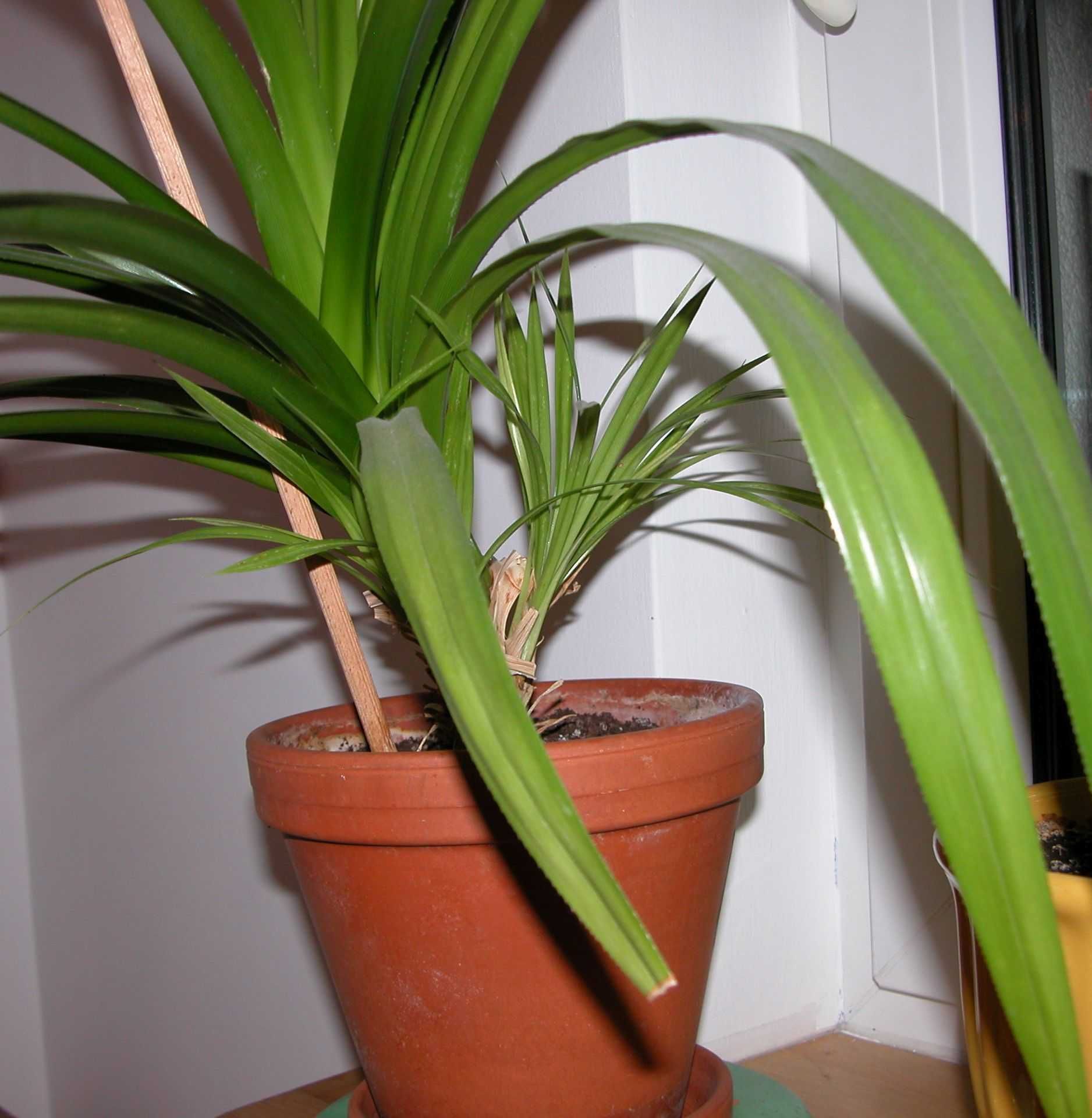 Pandan pandanus roślina doniczkowa Warszawa