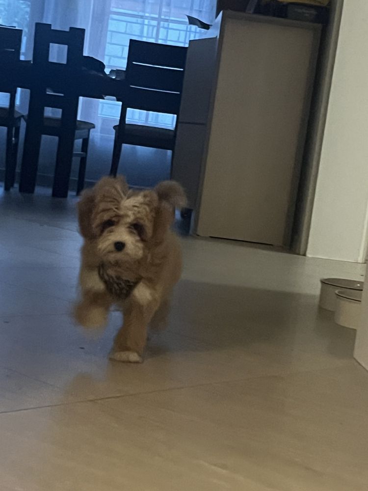 Piesek maltipoo maltańczyk pudel toy czerwony