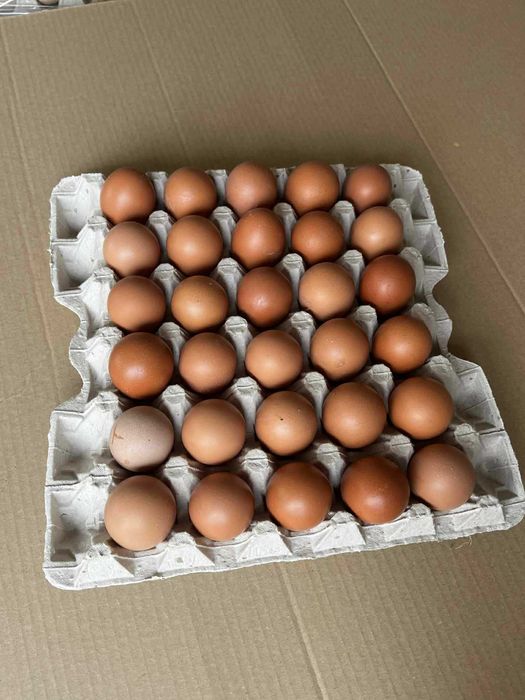 Jajka M i L! Krem/Brąz. Hurt! Dostawa pod adres!