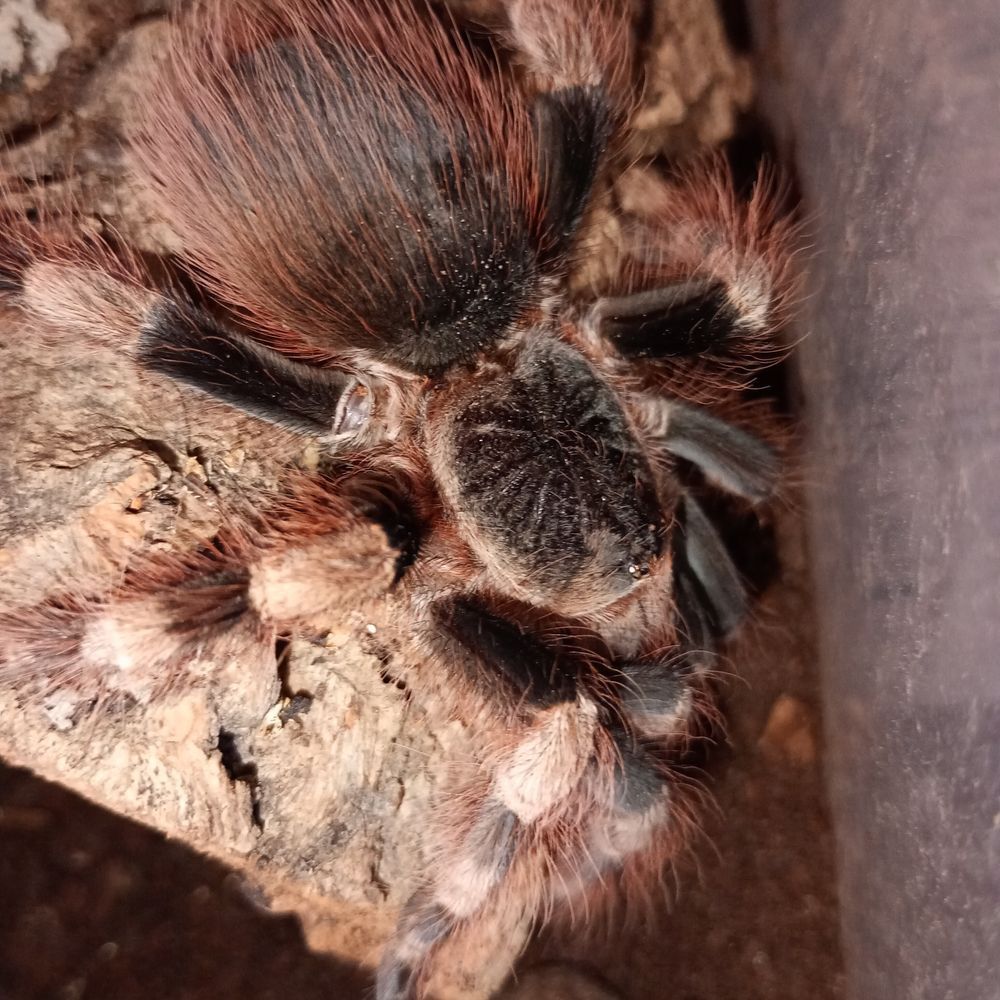 Nhandu coloratovillosus samica ok 5,5 DC