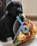 Labrador retriever piesek lekkiej budowy ZKwP FCI