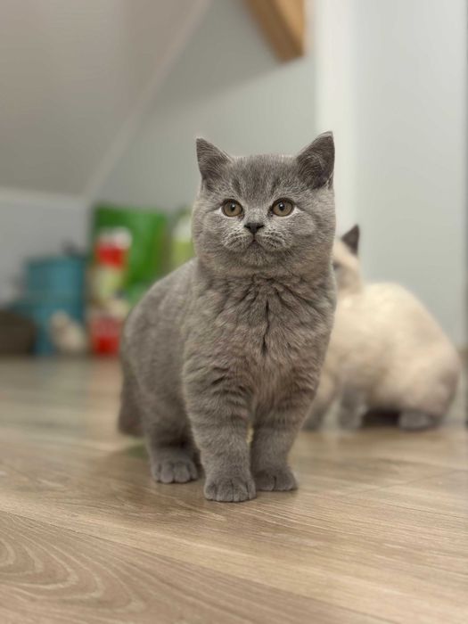 kot brytyjski krótkowłosy