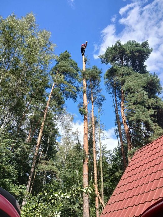 Usługi ogrodnicze, wycinka drzew,kosiarka bijakowa :Kraków-okolice