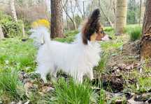 Papillon Cudna suczka mini