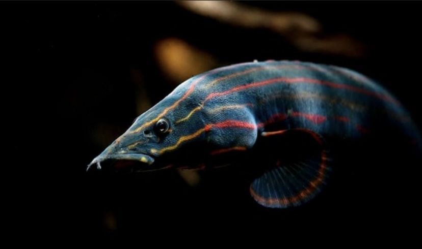 Wegorek Ognisty/Długonos