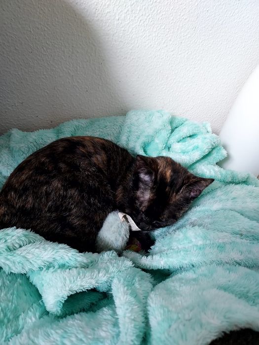 Gatinha especial, esterilizada para adoção