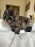 Pudel miniaturowy samiec
