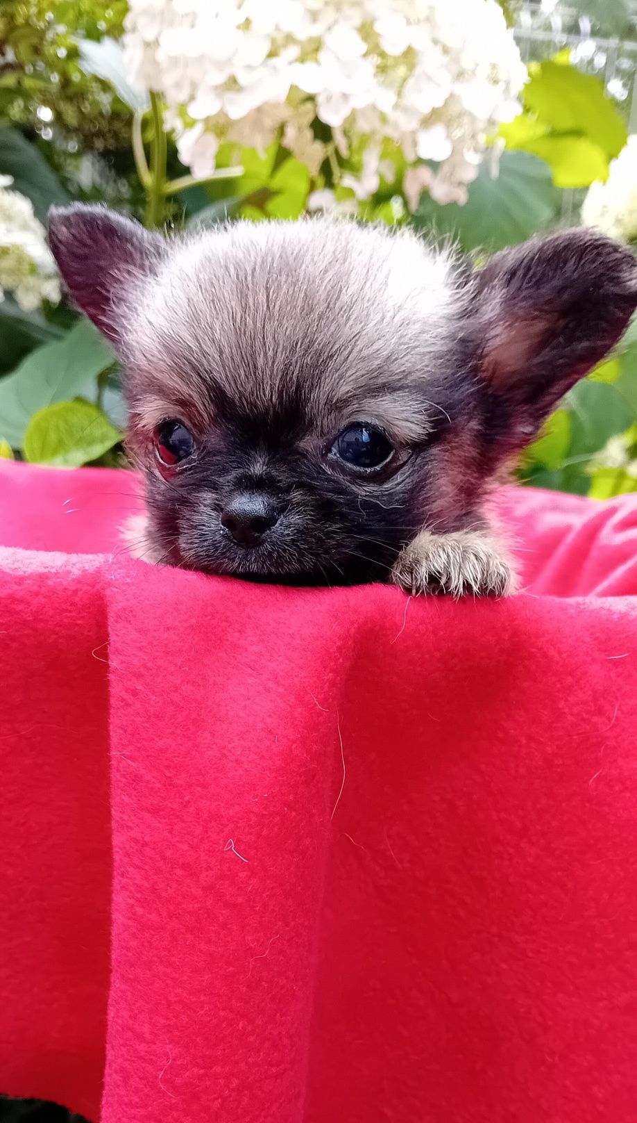 Chihuahua piesek