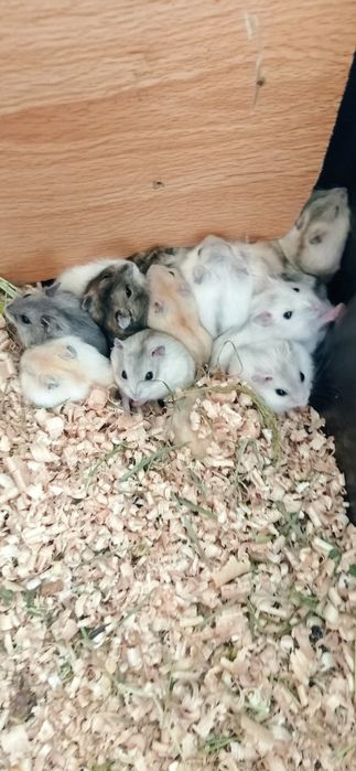 карликові хомячки