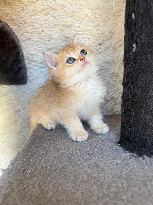 Macho British golden shorthair