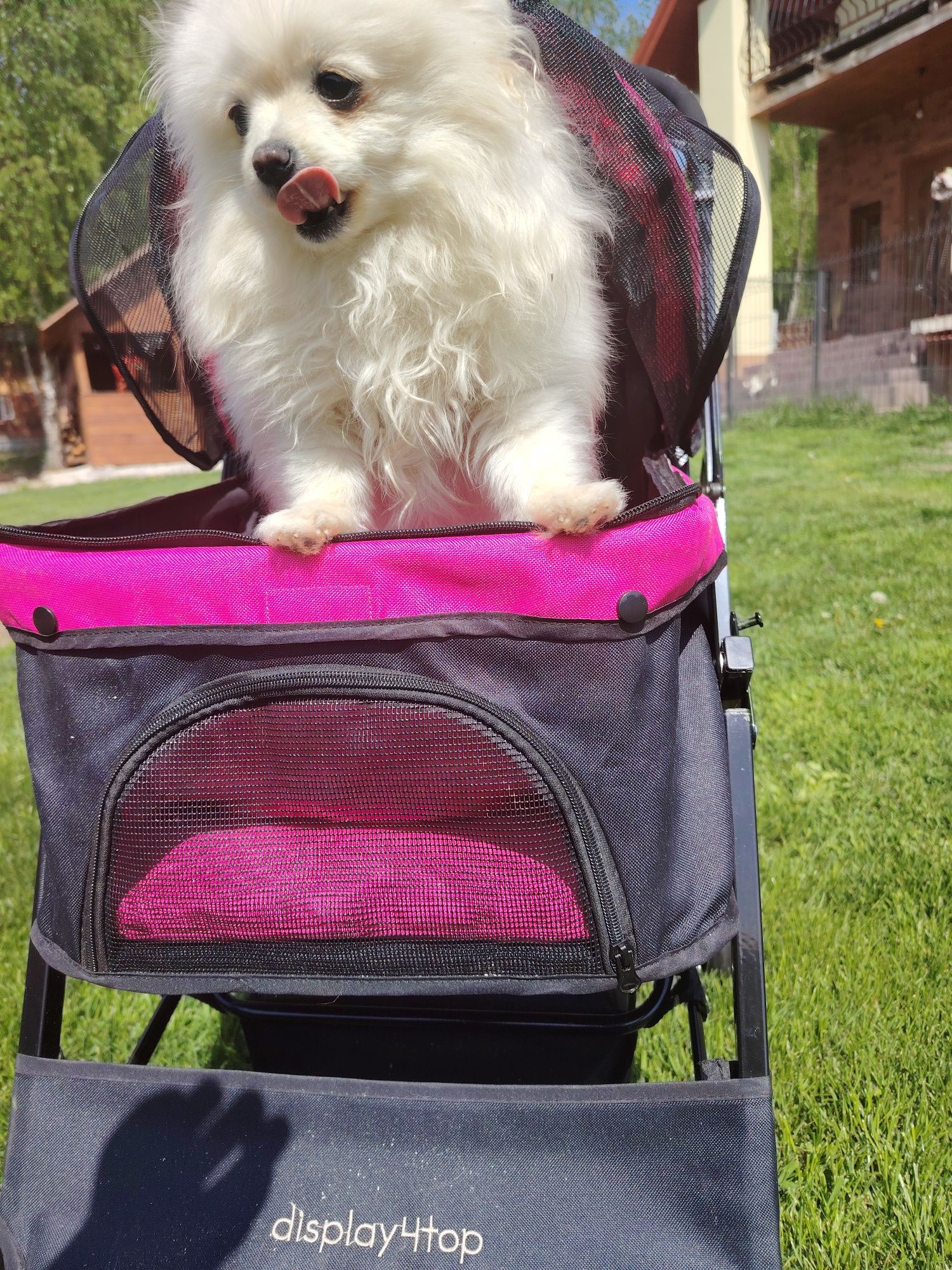 Szpic miniaturowy pomeranian mini dzewczynka