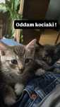 Oddam kociaki w dobre ręce