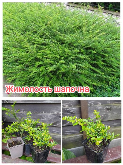 ЖИМОЛОСТЬ (5 сортів), СПІРЕЯ (3 види), Пухироплідник, ФОРЗИЦІЯ,