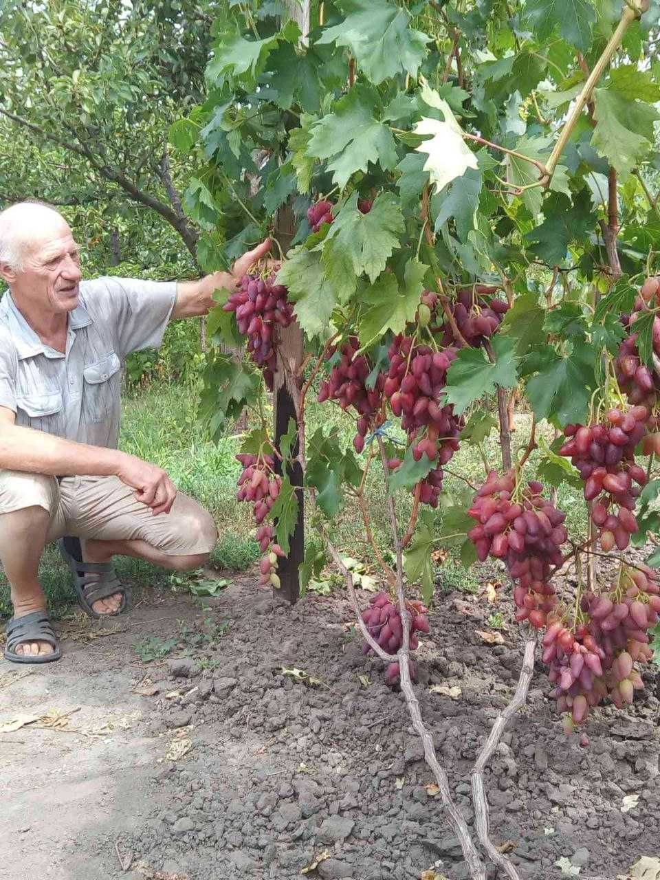 Живці (черенки) елітних сортів винограду