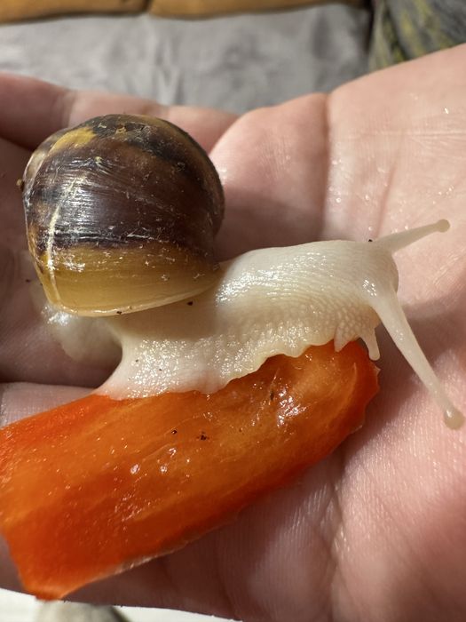 Ślimaki Afrykańskie oddam za darmo