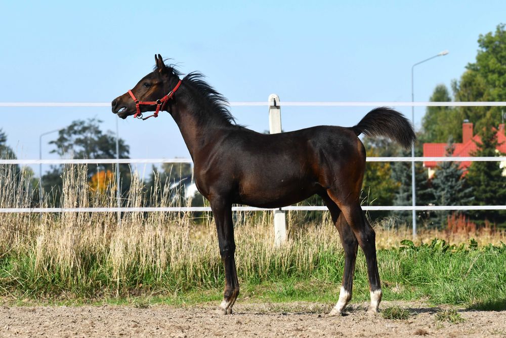 Ogierek oo old Polish line