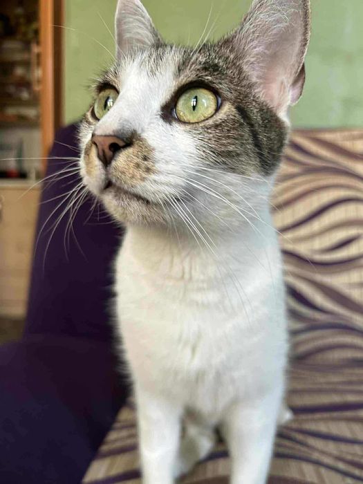 Maciuś- kot idealny!