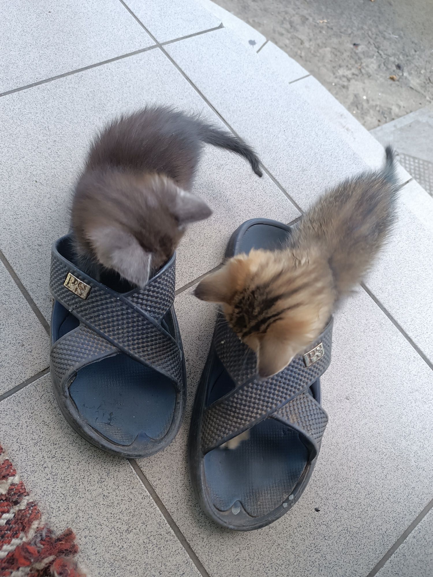 Безкоштовно котята