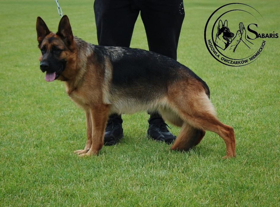 Owczarek niemiecki szczeniak
