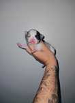 Chihuahua piesek merle