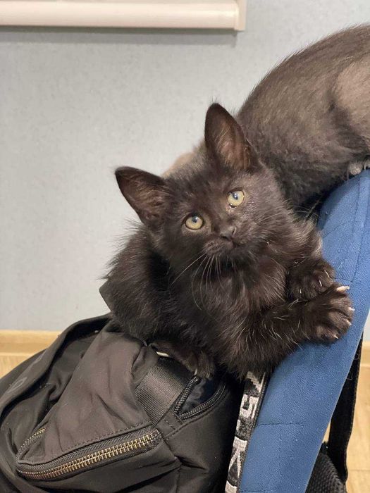 Красивые малыши котята ищут дом