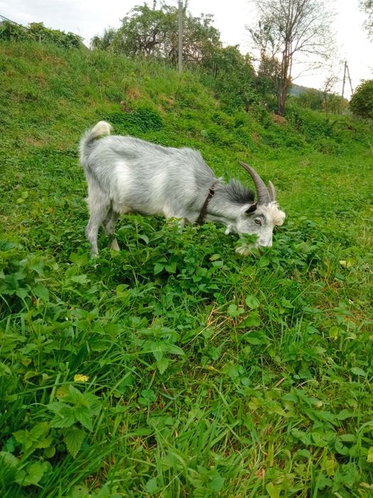 Цап для покриття кіз.
